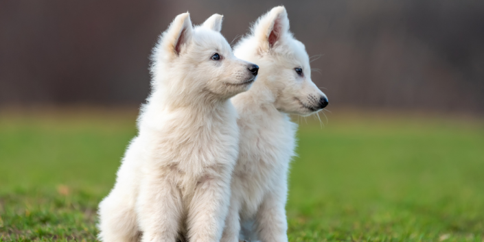 The Cutest L.E.G.S. of All: Puppies