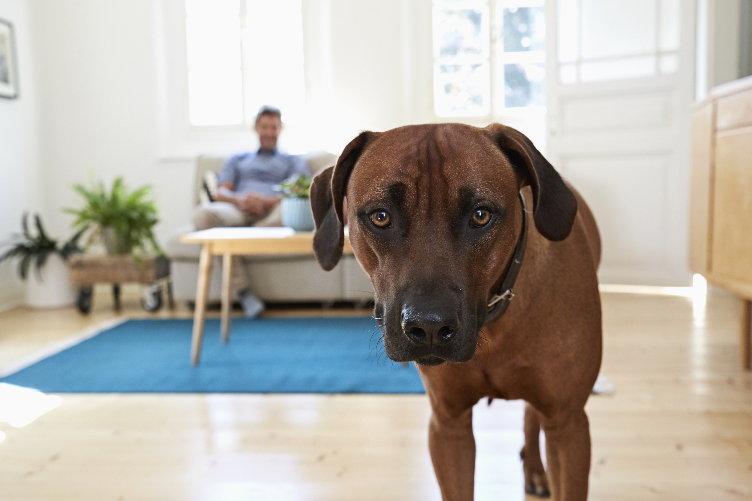 Rhodesian ridgeback standing in living room, man siting on couch in background