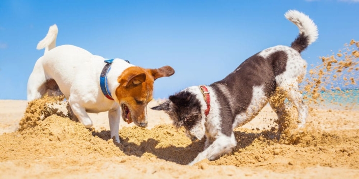 The “Good Life” of a “Good Dog” – A Total Welfare Model for the Future of the Pet Dog Industry