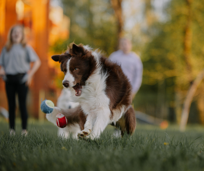 I Herd You – And You – And You: Herding Breeds, Behavior Problems and the modern pet home