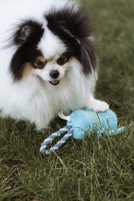 Applying Neuroethology to Create a LEGS-Based Framework for Resource Guarding
