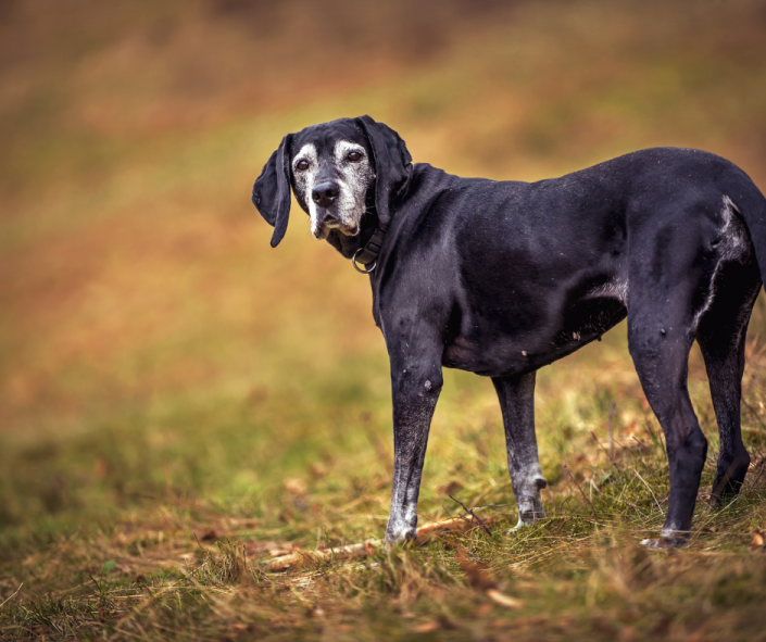 Senior Dogs L.E.G.S.