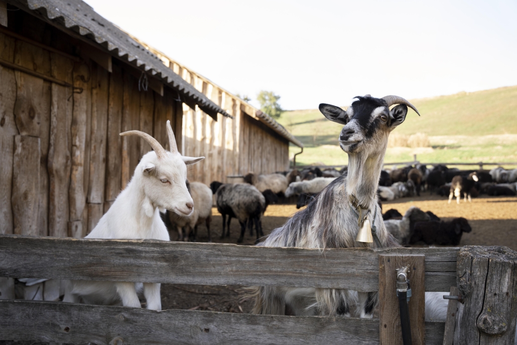 Family Animal Mediation: Expanding the F.D.M. Approach for Every Animal in the F.A.M.