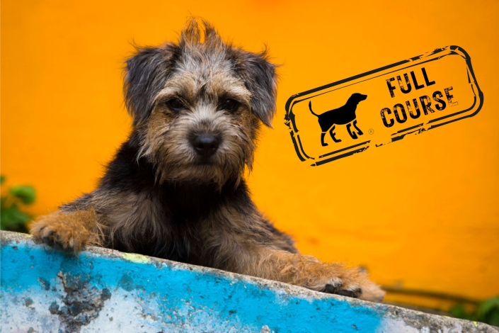L.E.G.S.® Applied Ethology Family Dog Mediation® Professional Course 2.0 -with Total Welfare