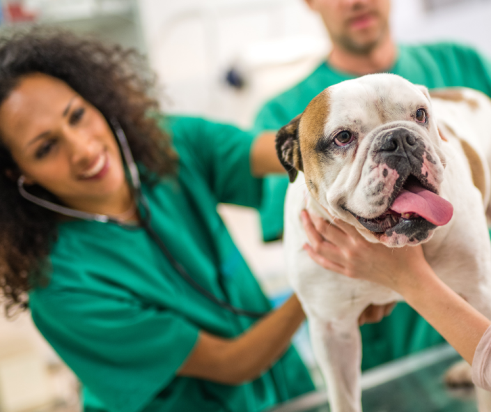 L.E.G.S. in the Veterinary Profession