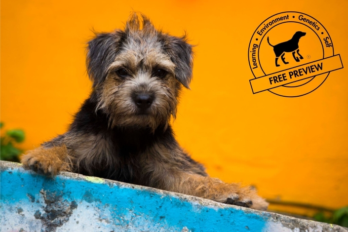 Get Started for FREE – Lessons from the L.E.G.S. Applied Ethology Family Dog Mediation Pro Course