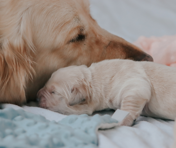 L.E.G.S. Model as a Framework for Centering Welfare in Companion Dog breeding