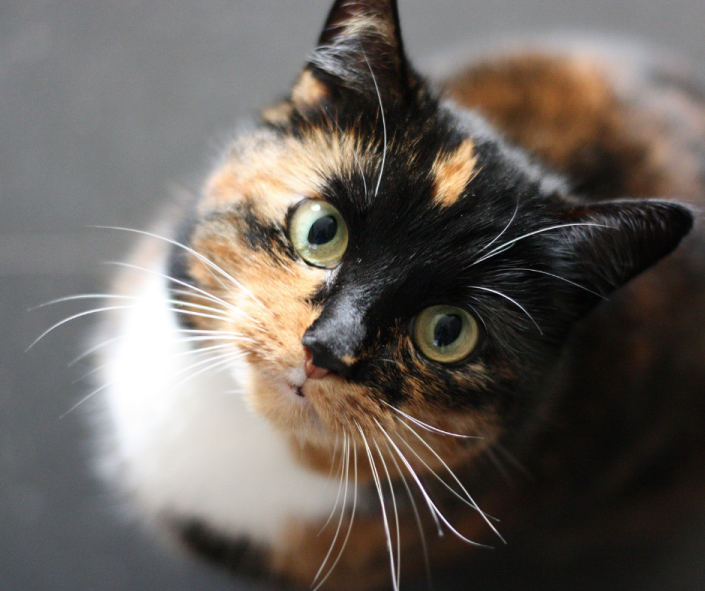 Are You Feline It?