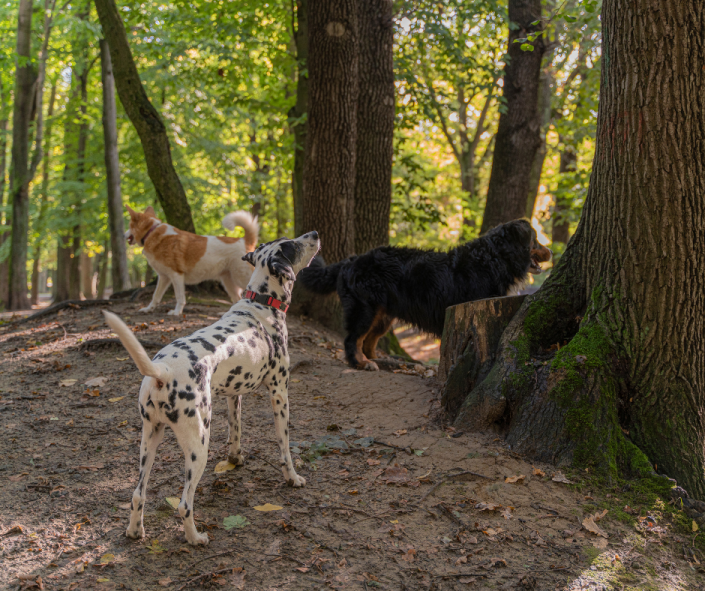 Natural and Social Environments as Pathways to the Good Life: How Forrest School’s Integrated Approach Transforms Dogs