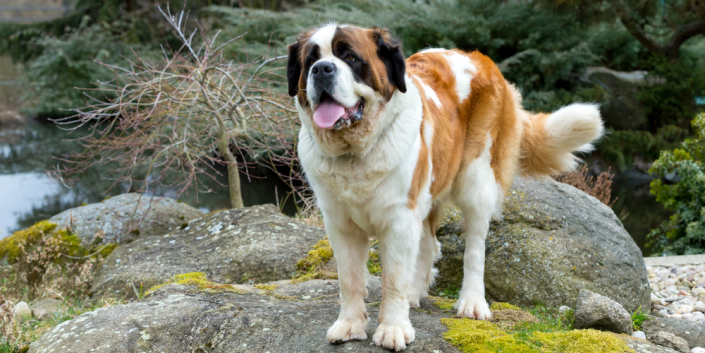A Dog’s Day Out: the Importance and Logistics of Nature-Based, Off-Leash Exploration for Dogs