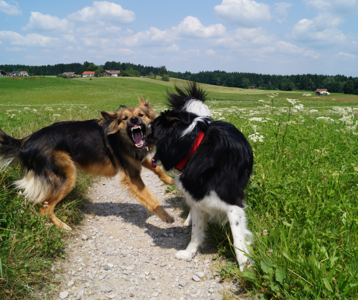 Clash of the L.E.G.S.: Inter-Dog Conflict Cases