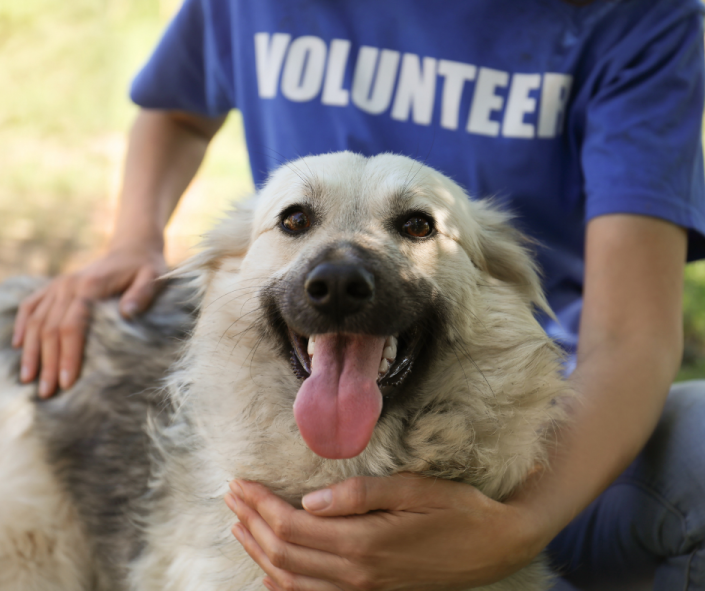Living In The Stone Age: Archaic Shelter Models, Toxic Work Environments and the Profound Effect These Factors Have on Our Dogs
