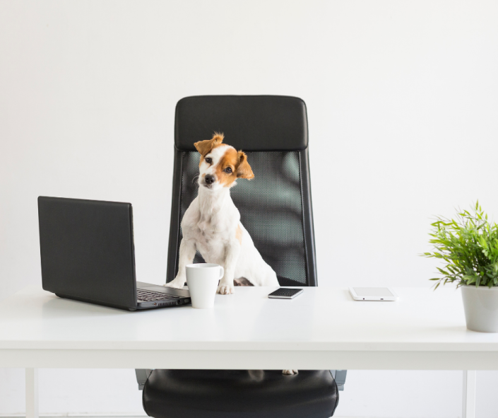 Building the right environment for business success in dog training
