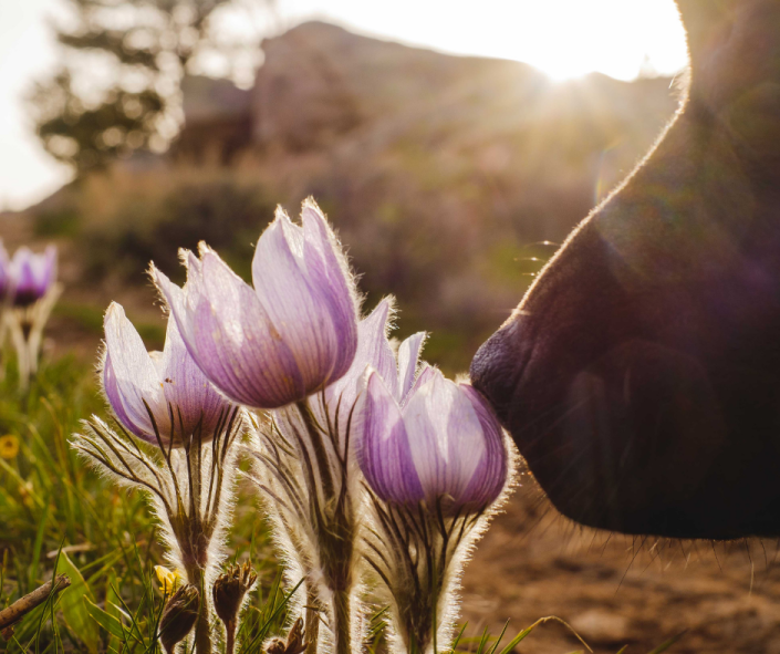 Promoting awareness and wellness through scent