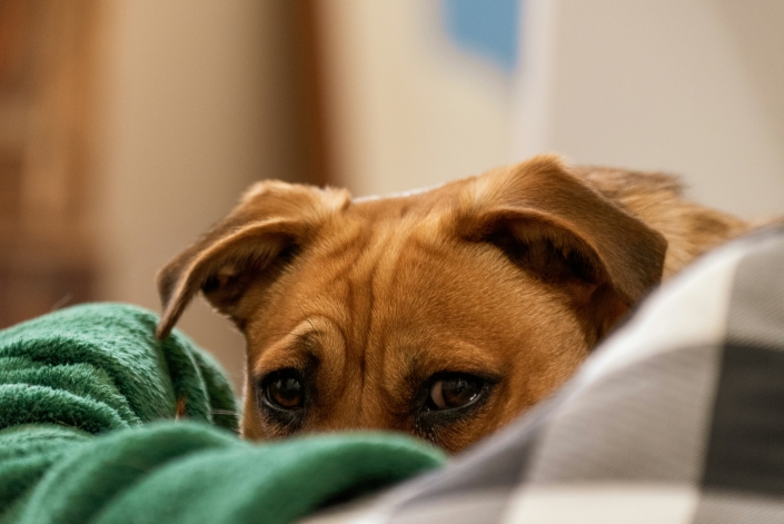 Highly Sensitive Dogs and L.E.G.S.
