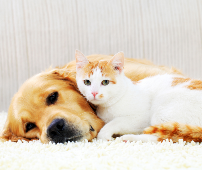 Creating Comfort for All: Ideal Environment Set Up for Dog and Cat Homes
