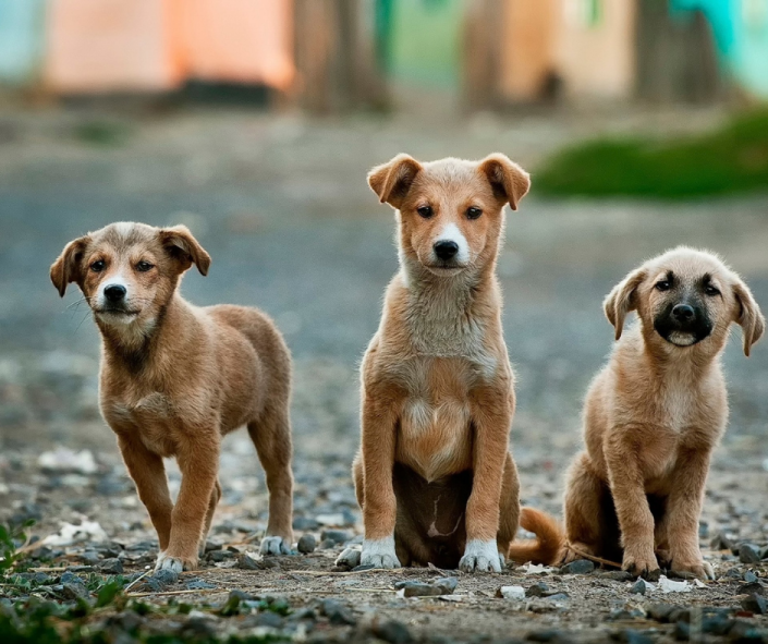 From Street Life to Home Life: Bridging the Environmental Gap for Rescued Street Dogs