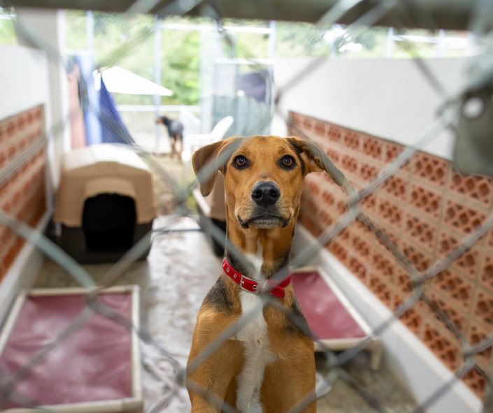 L.E.G.S for Shelters and Rescues