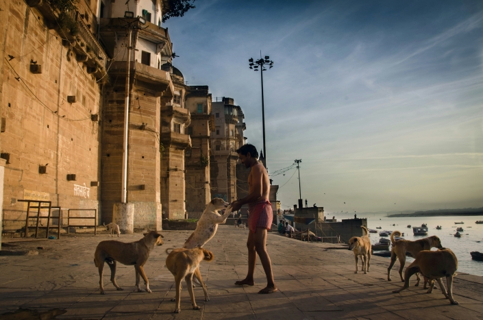 Impact of Free-Living Dogs on Indian Society