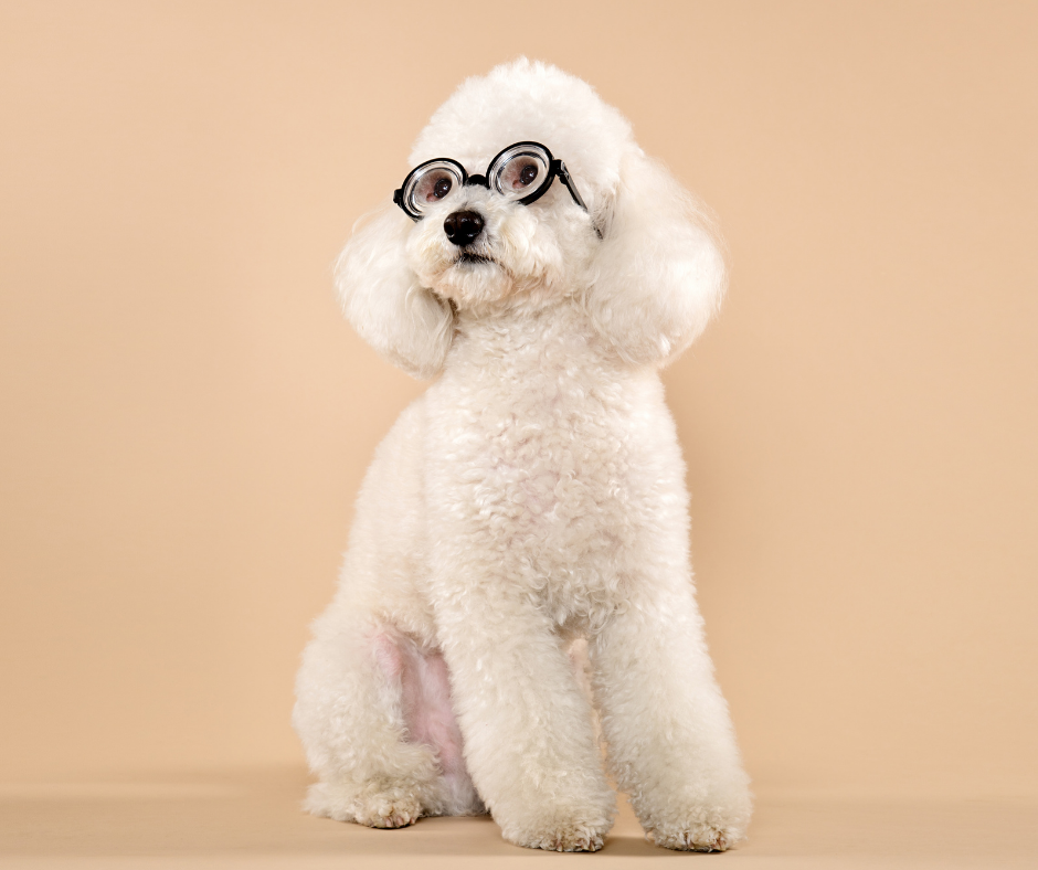 Why Dogs are “Clouds, Not Clocks” – Reductionism & Chaos Theory in Dog Training & L.E.G.S.