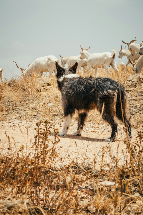 Working L.E.G.S.: Seeing Every Dog as a Breed and Unraveling their Puzzle