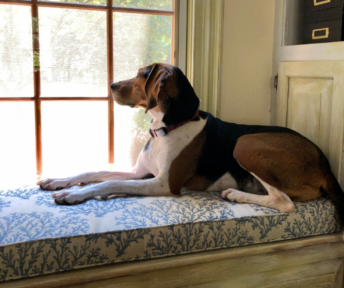 Home is Where the Dogs Are: L.E.G.S. and Environmental Impacts & Expectations