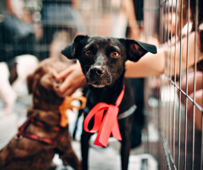 Working with Rescue and Shelter Dogs’ L.E.G.S.